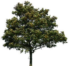 ağaç resimleri png tree pictures png #37808