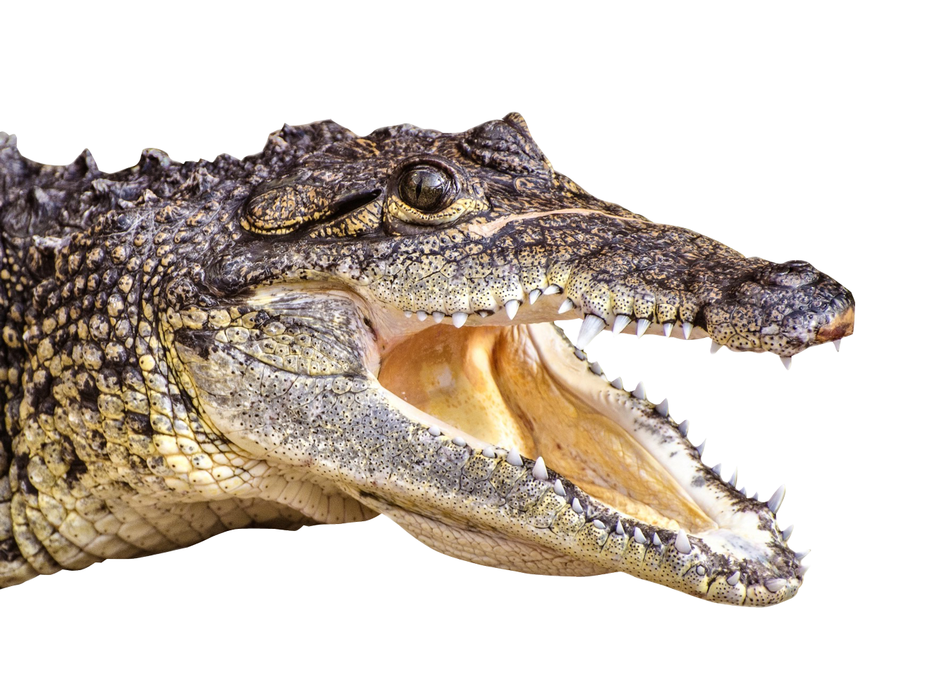 alligator, crocodile head png image pngpix #28831