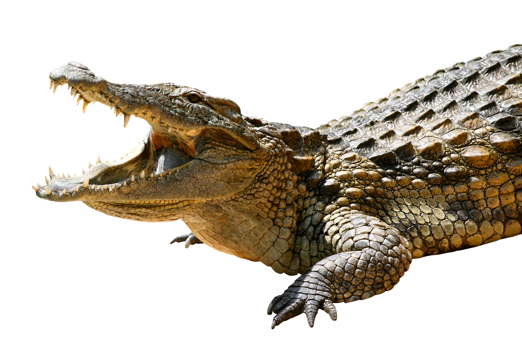 alligator, crocodile png image purepng transparent png image library #28905