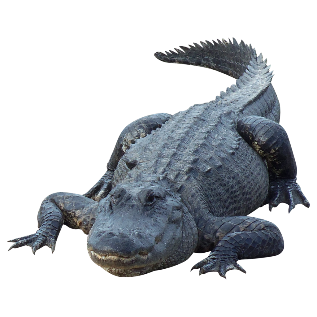 alligator, crocodile png images with transparent background images transparent png images #28845