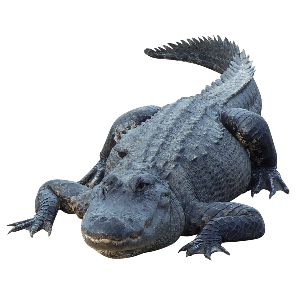 Alligator Cartoon png download - 1107*695 - Free Transparent Zoo Tycoon png  Download. - CleanPNG / KissPNG