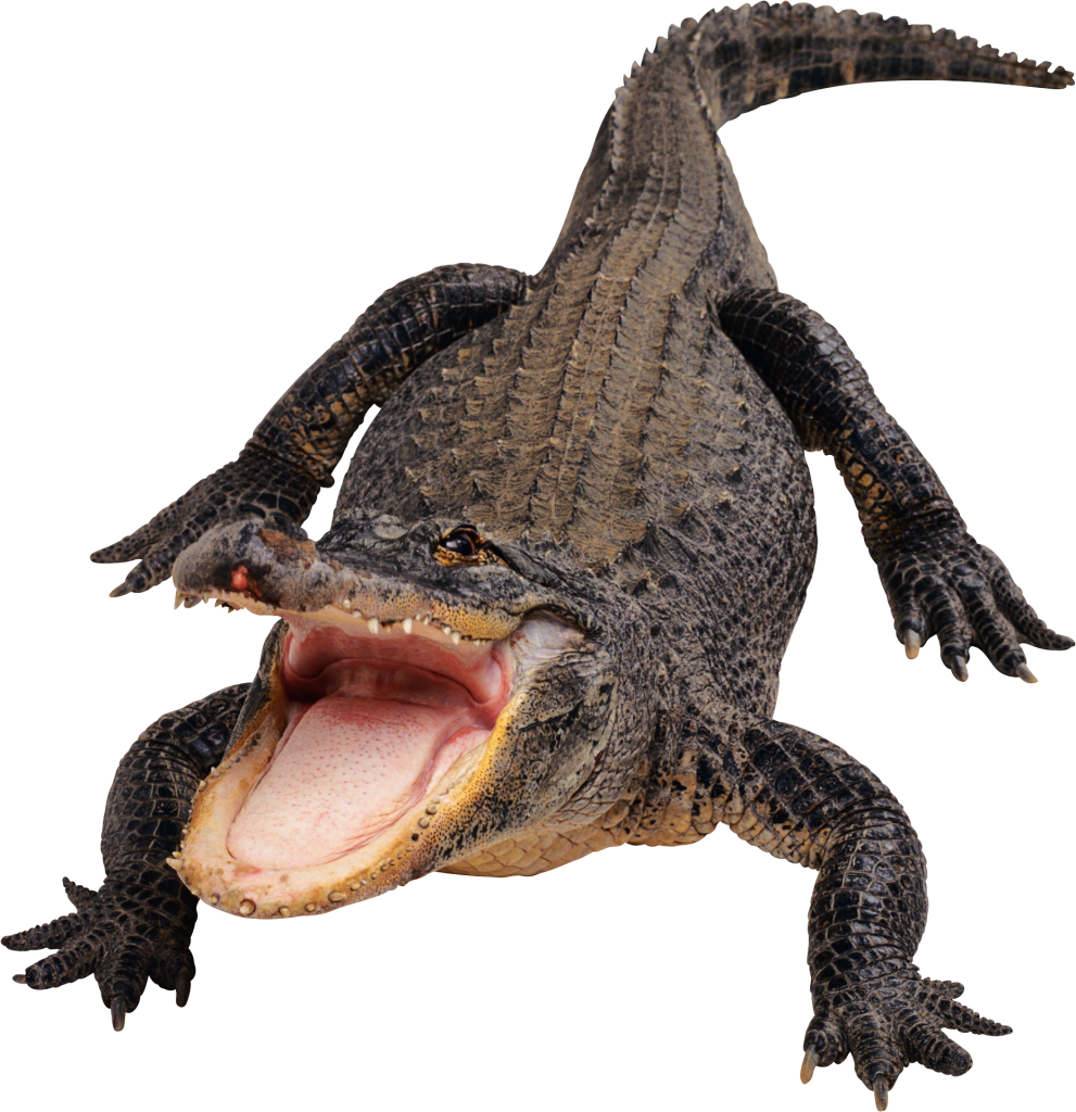 alligator, crocodile png images with transparent background images transparent png images #28819