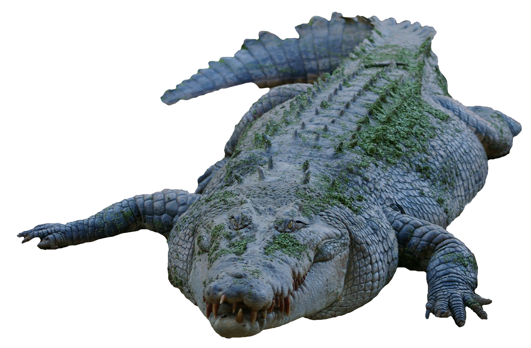 alligator, crocodile png transparent image pngpix #28860