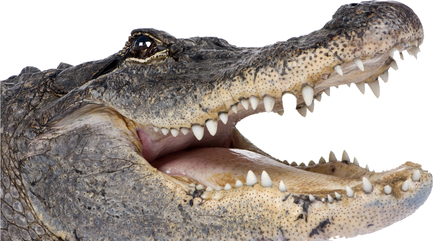alligator, crocodile transparent download clip art clip art clipart library #28886
