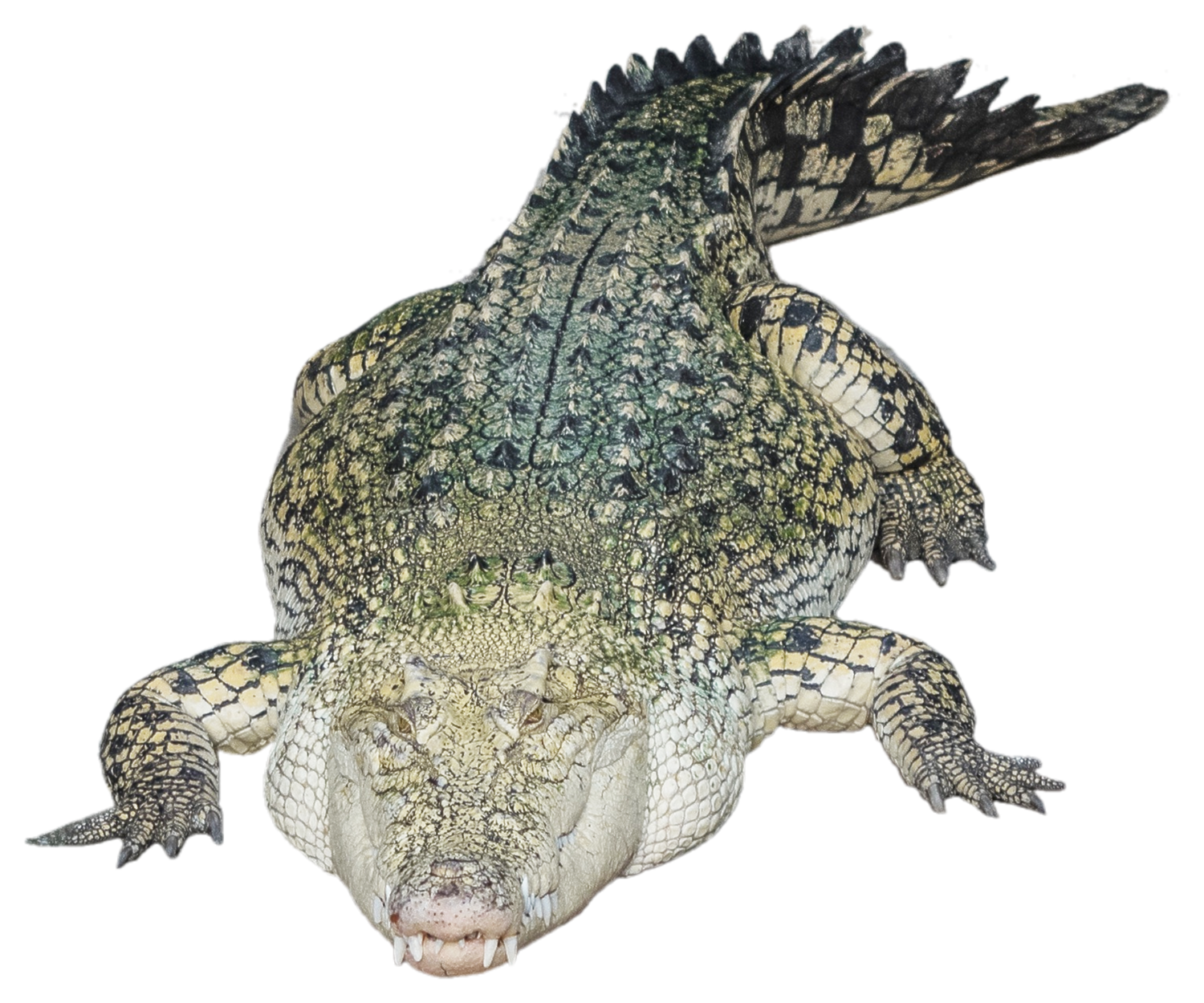 crocodile alligator png transparent image pngpix #28813