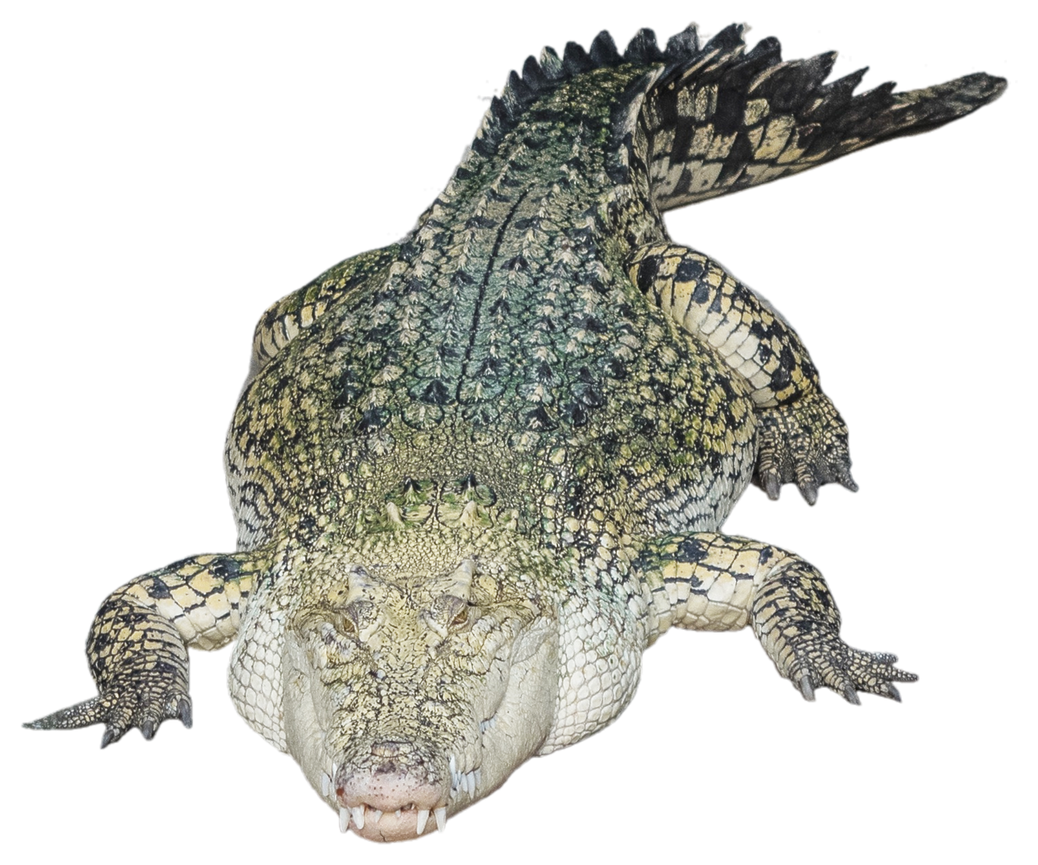 Alligator