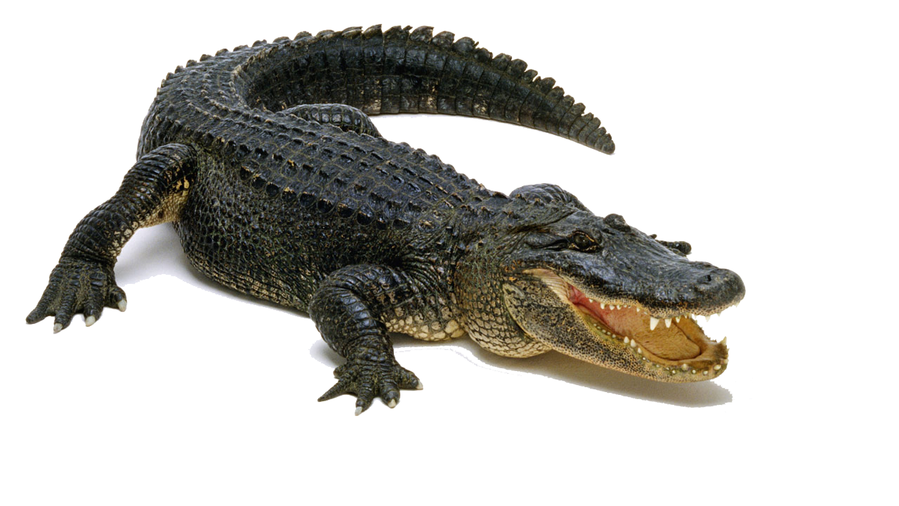 download alligator png image pngimg #28828