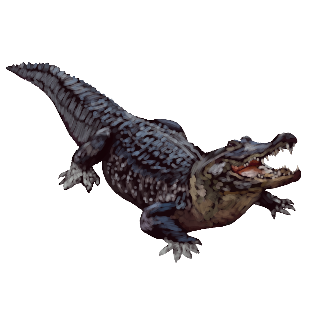 download alligator transparent background png image pngimg #28832