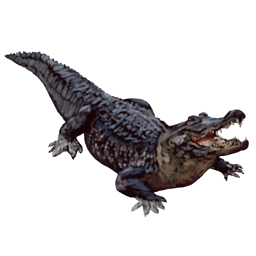 Alligator