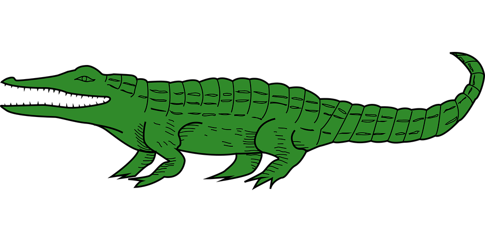 vector graphic alligator animal crocodile image pixabay #28815