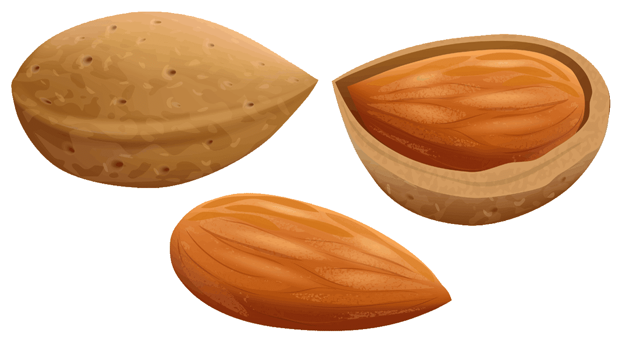 almond clipart download fruit names with pictures #30360