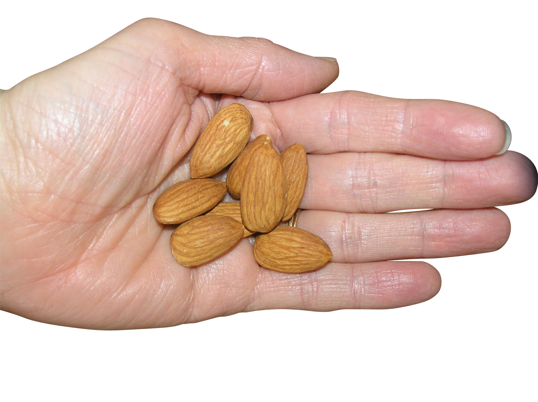 almond hand png image purepng transparent png image library #30344