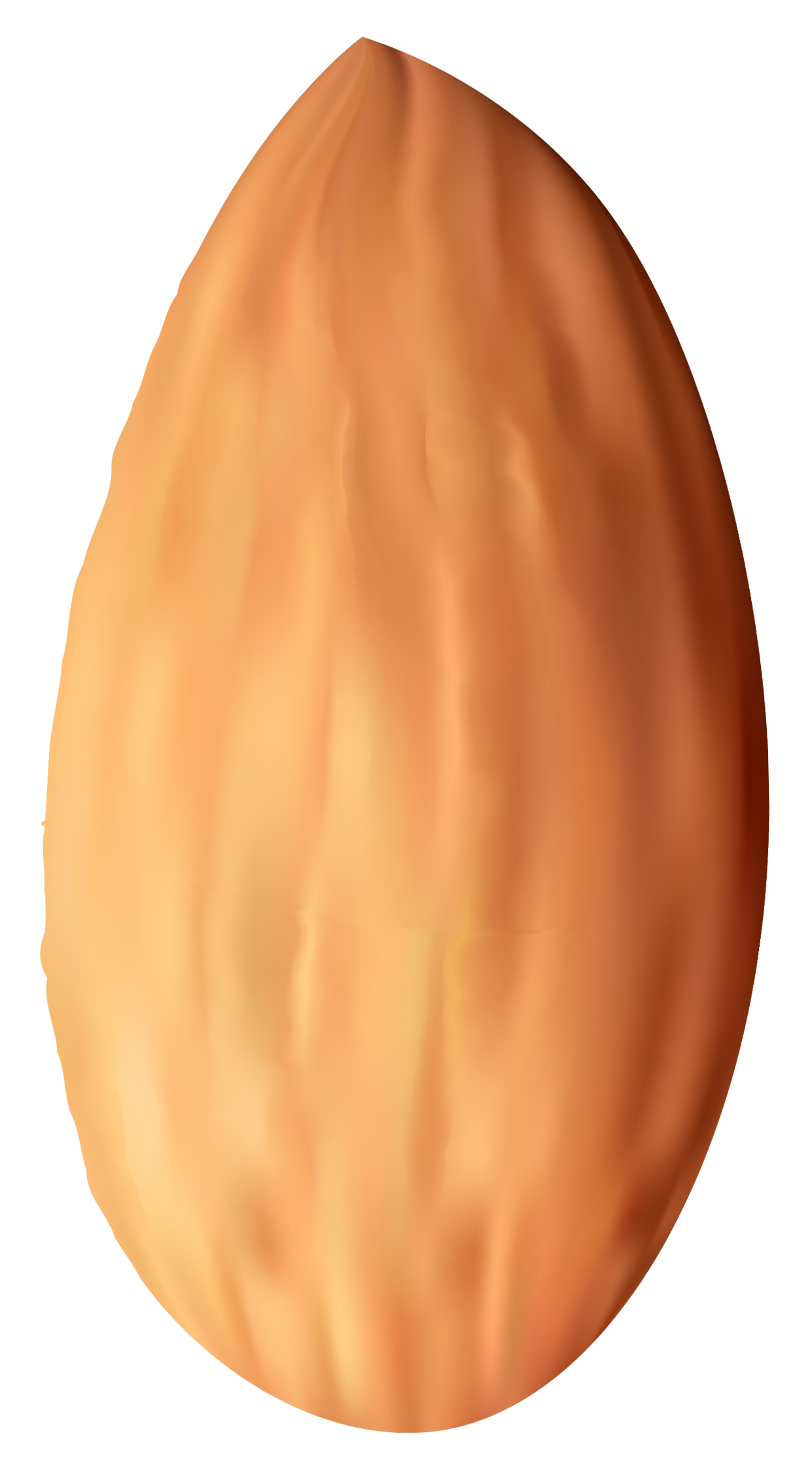 almond nut png clipart best web clipart #30359