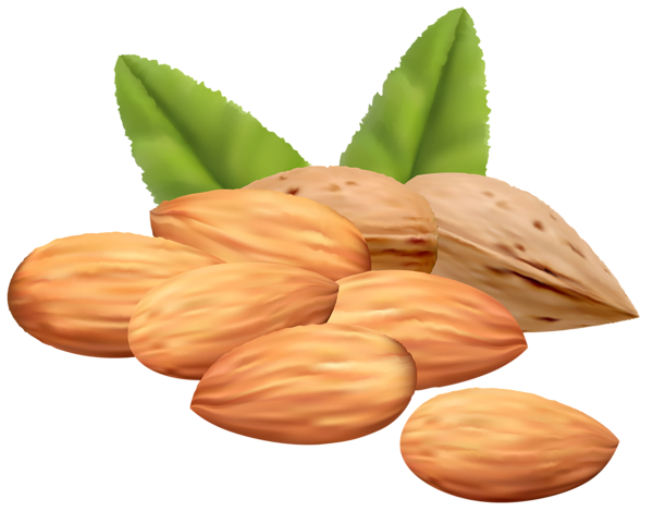 almond nuts png clipart image gallery yopriceville high quality images and transparent png #30335