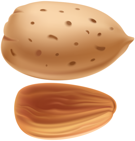 almond png clip art gallery yopriceville high quality images and transparent png clipart