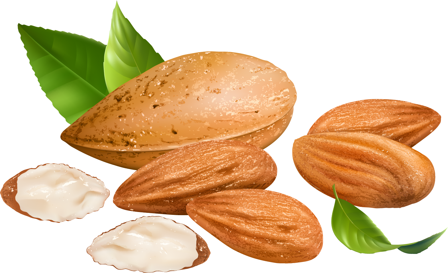 Almond Free PNG Images, Almond Tree Clipart Download