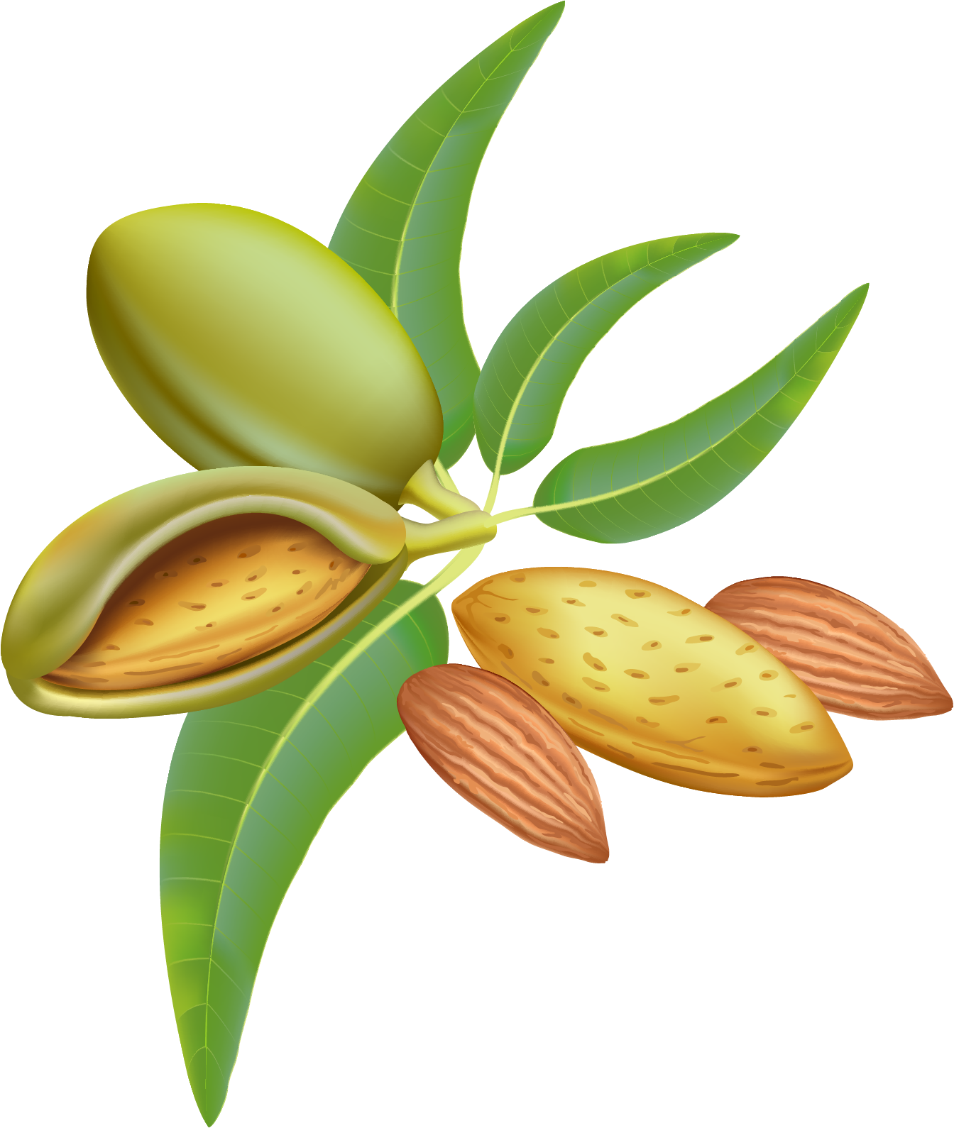 almond png transparent images png only #30295