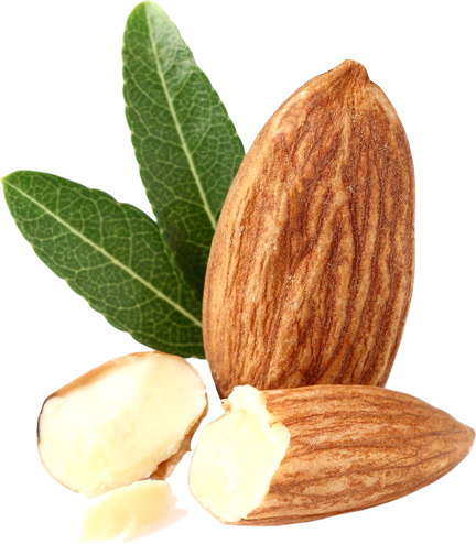 almond png transparent images png only #30307