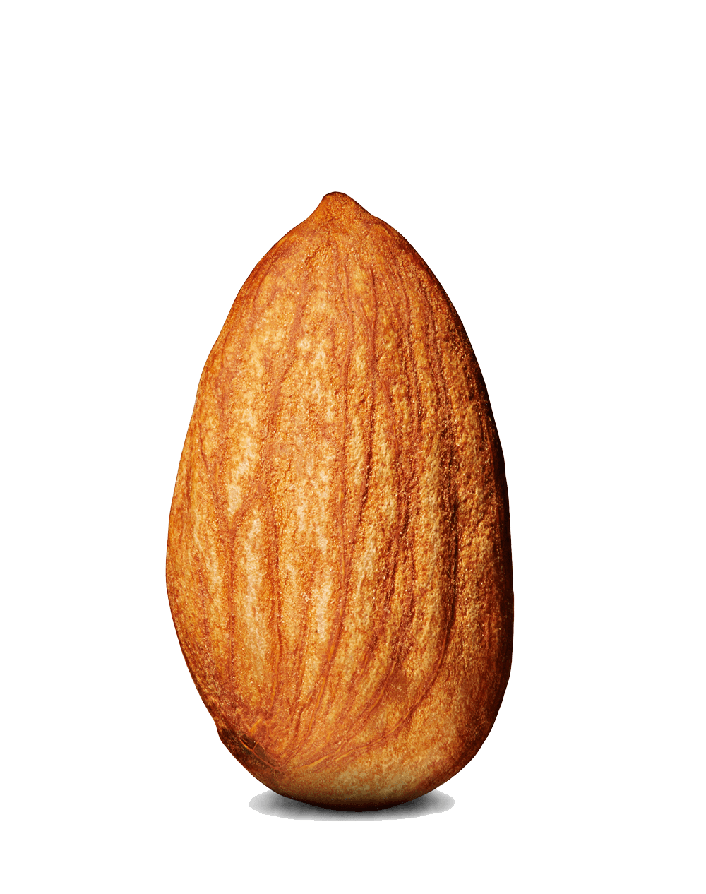 almond single transparent png stickpng #30327