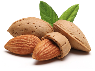 Almond Clipartpng