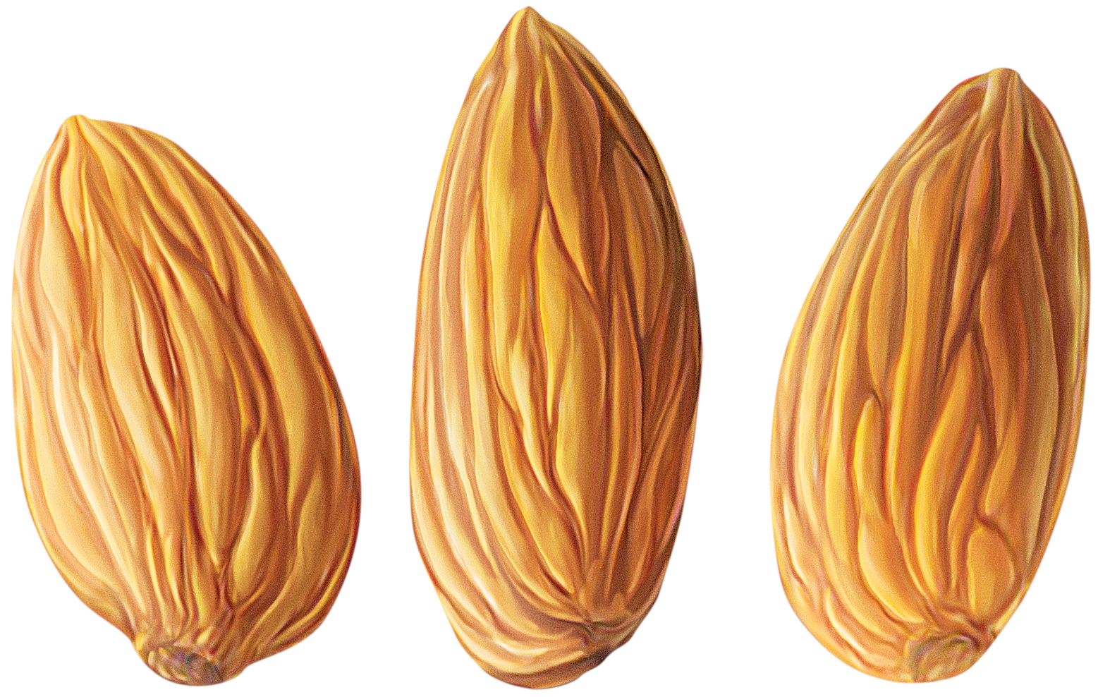 almond transparent png pictures icons and png backgrounds #30347