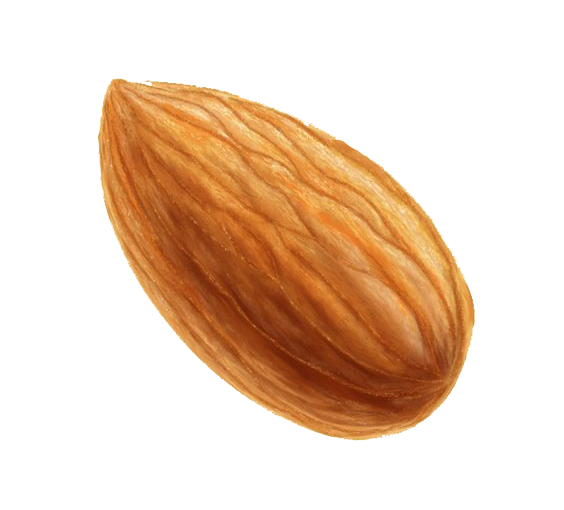 Almond Clipartpng