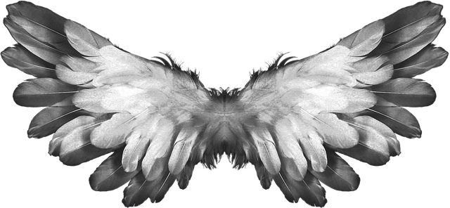 angel wings feather photo pixabay #10866