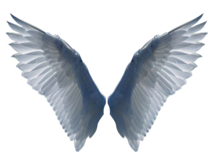 angel wings png royalty photos photos and wings pinterest #10844
