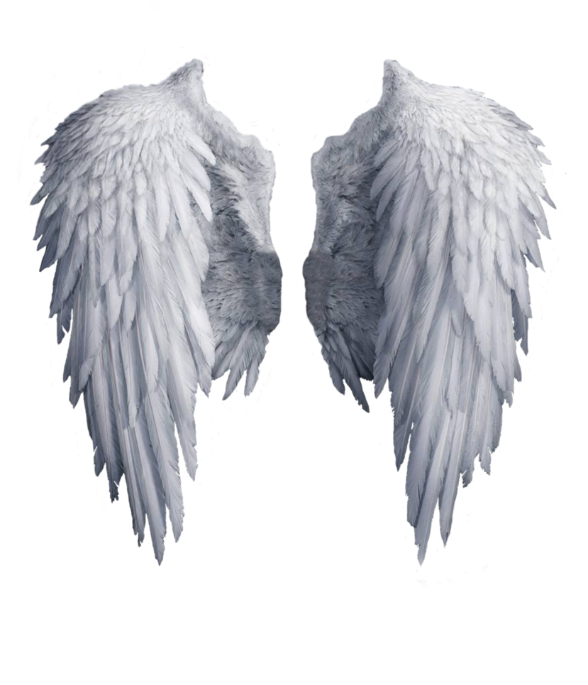 404 Not Found  Angel wings png, Black angel wings, Wings png