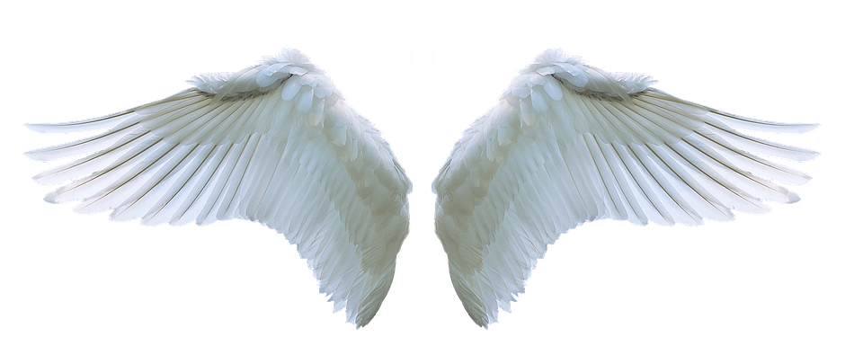 angel wings png wing angel swan photo pixabay #10859