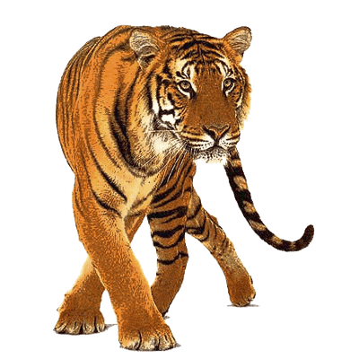 animals, beautiful tiger front transparent png stickpng #15614