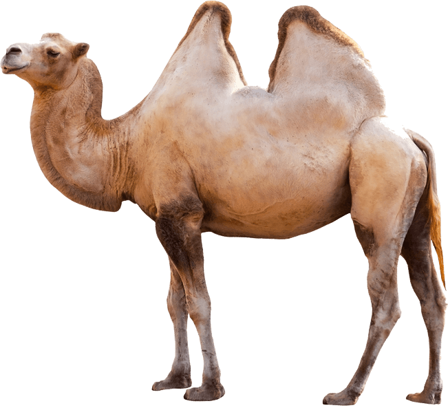 animals, camel transparent png stickpng #15627
