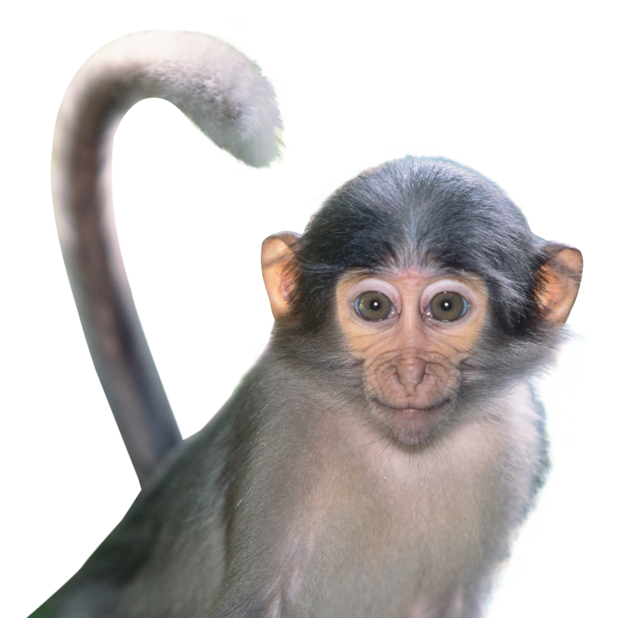 animals, download monkey animal png transparent images images #15618