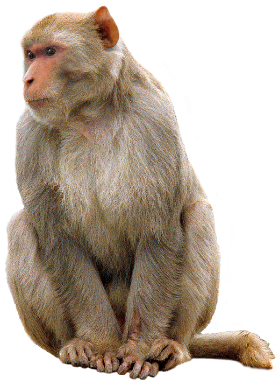 animals, download monkey animal png transparent images images #15623