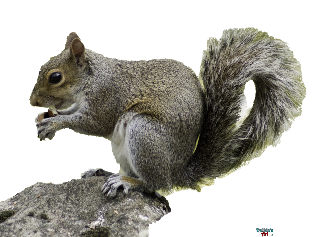animals, download squirrel png transparent images images #15598