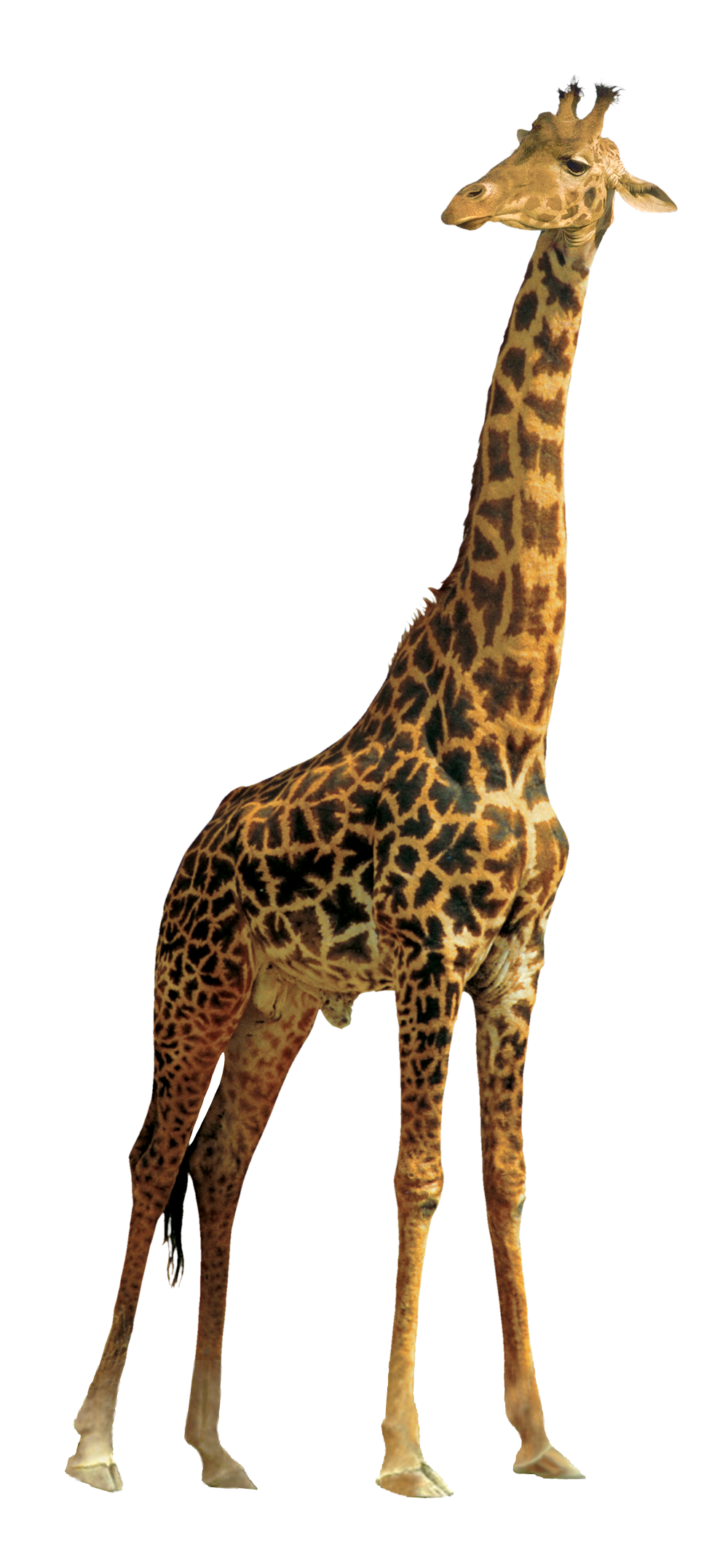 animals, giraffe png image pngpix #15590