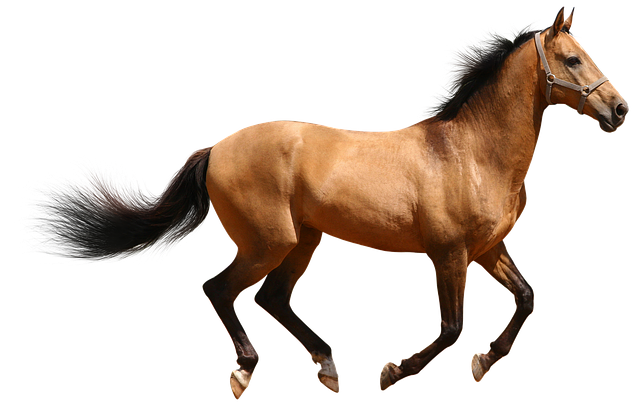 animals, horse brown isolated photo pixabay #15594