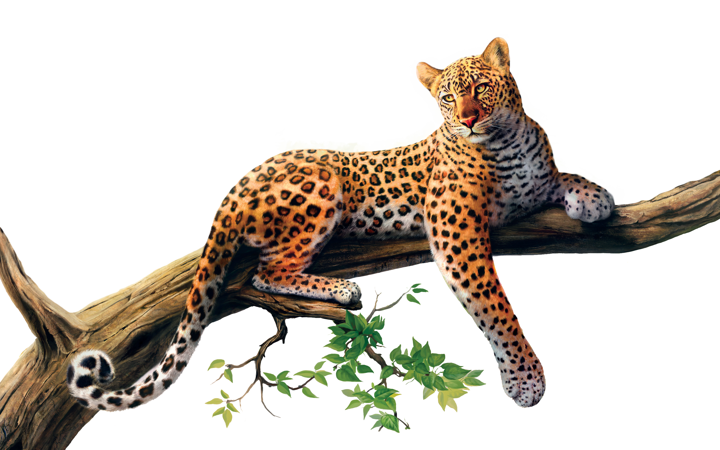 animals, jaguar png gilgamesh art deviantart #15582