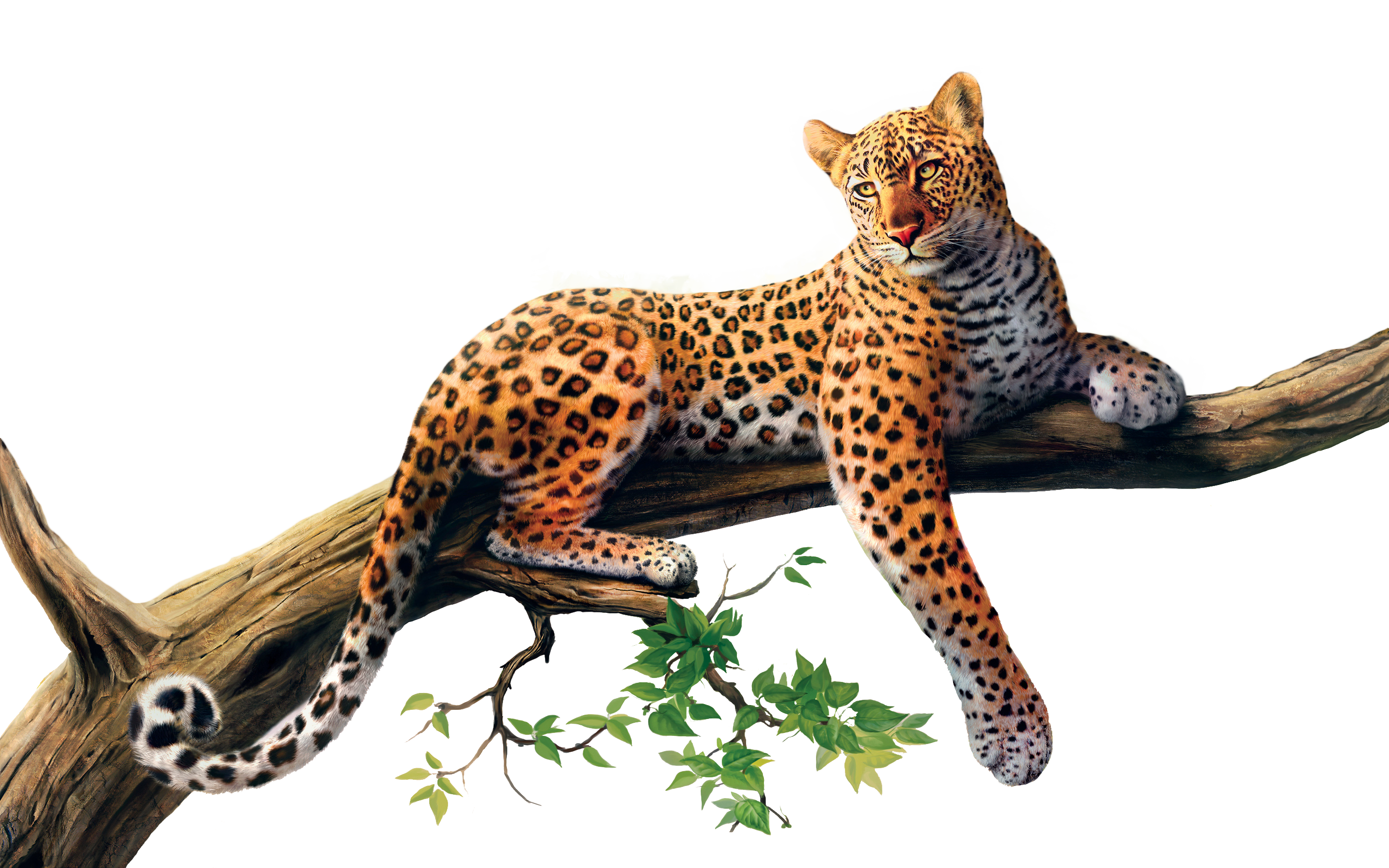 Wild Animal Images  Free HD Backgrounds, PNGs, Vectors