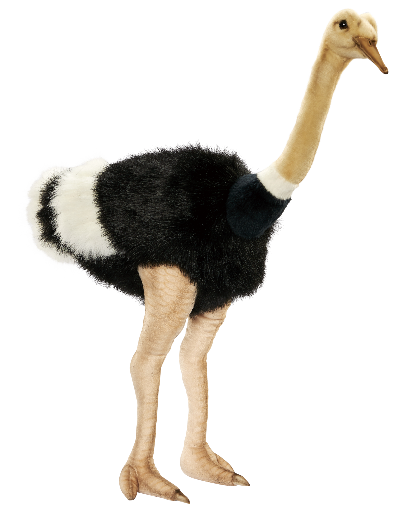 animals, ostrich animal png images with alpha transparent #15602