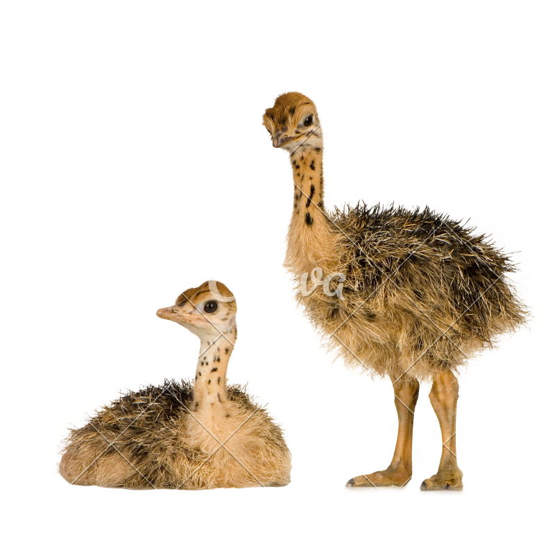 animals, ostrich animal png images with alpha transparent #15581