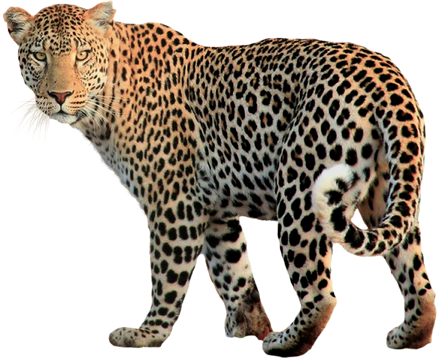 animals, photo isolated animal leopard cat image #15616