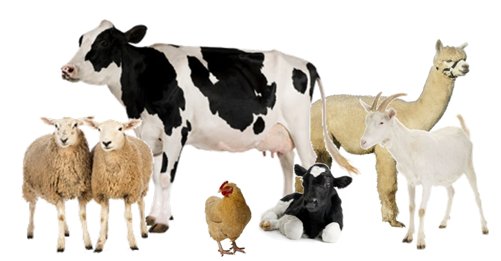 animals, udder delight new jersey bans bestiality #15629