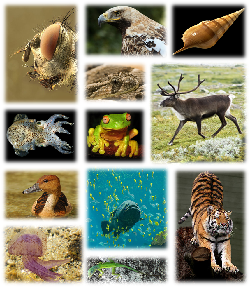 file kingdom animals wikipedia #15579