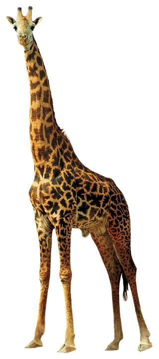 giraffe animals nature photo pixabay #15588