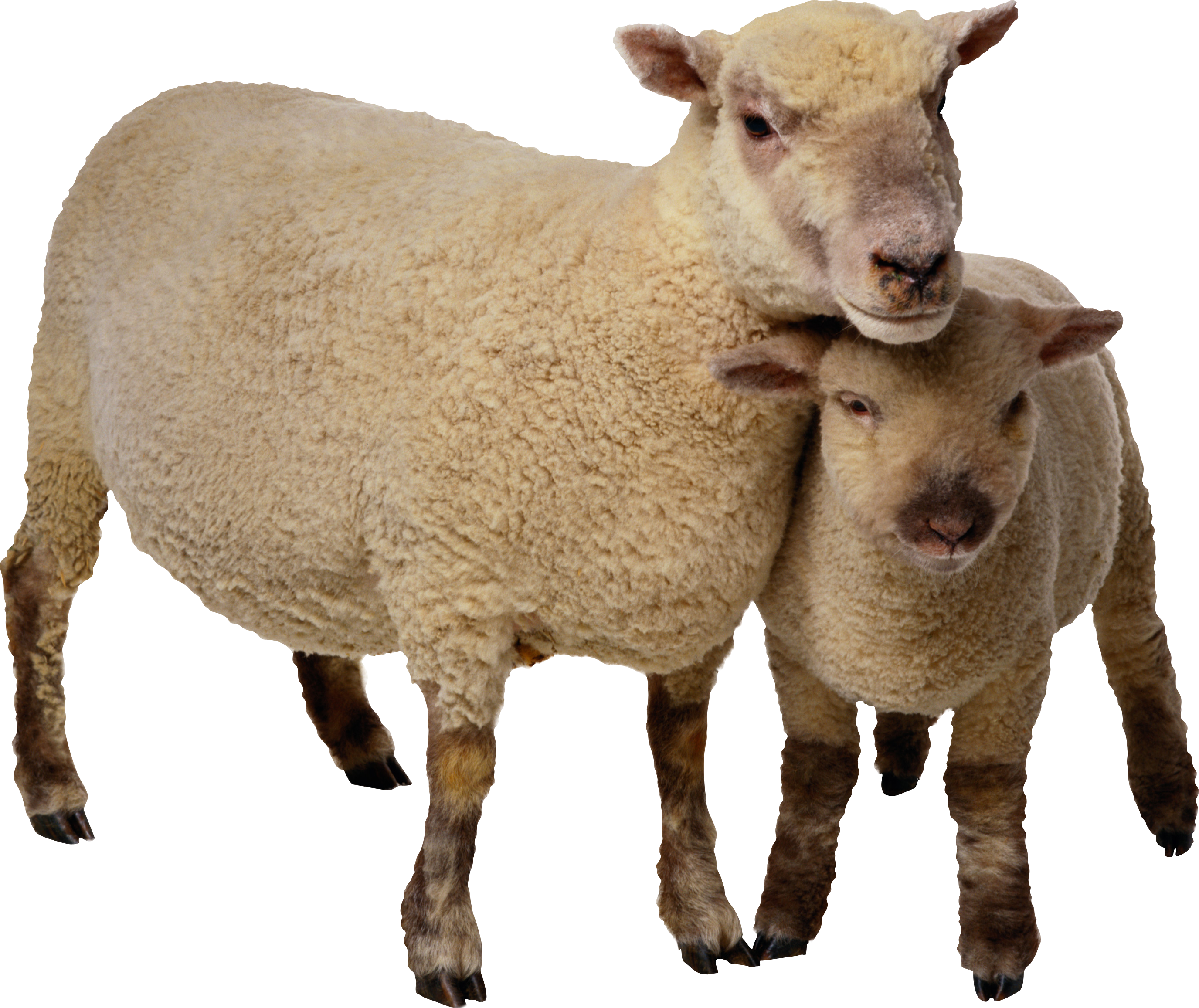 sheep png image download animals pinterest #15621