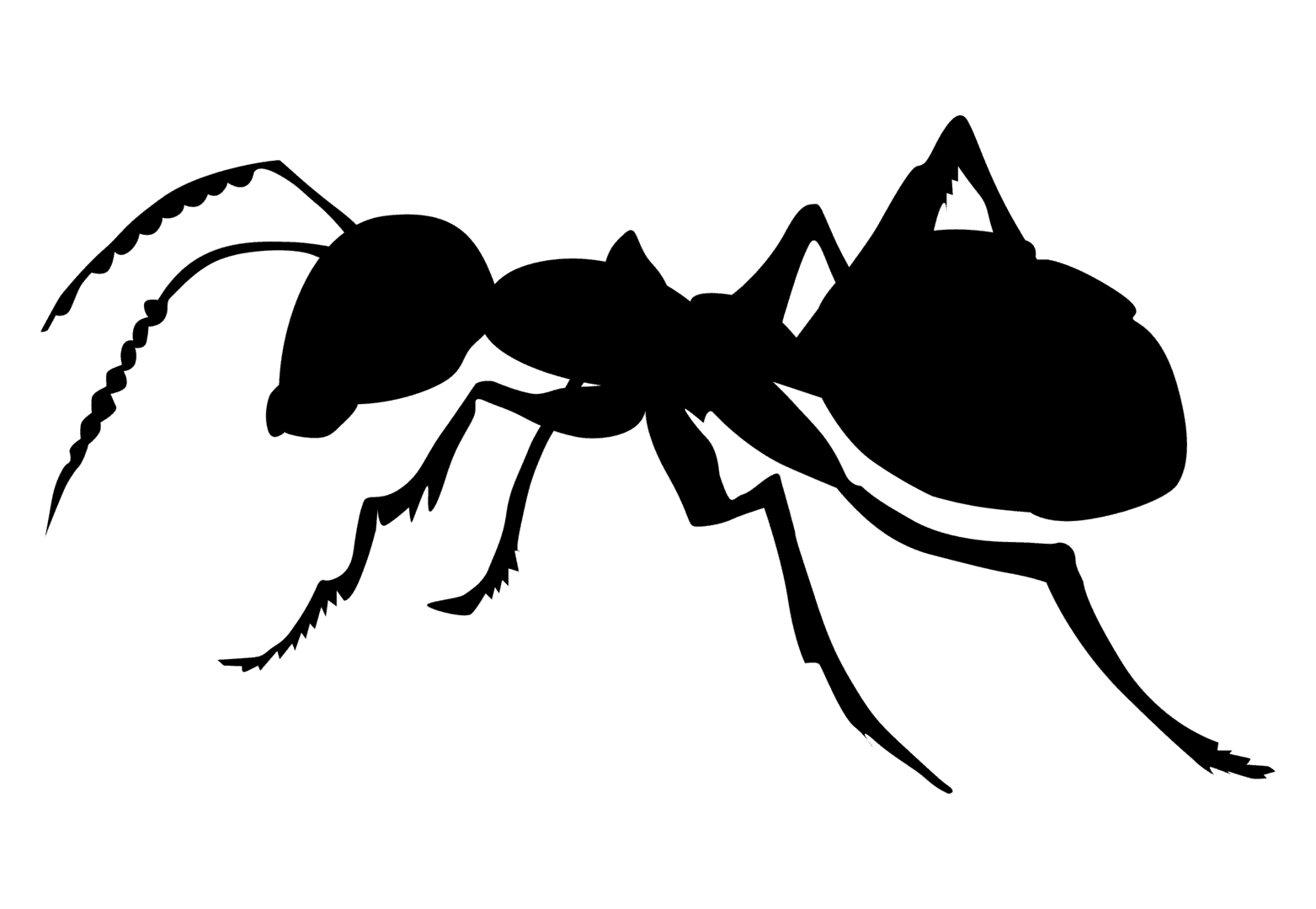 ant, first choice pest management extermination massillon canton and stark county ohio #28870