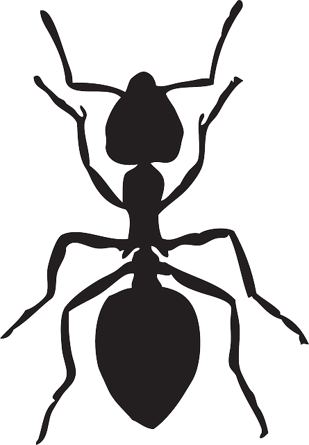 ant insect vector graphic pixabay #28940