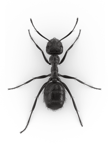 ant, nuisance ants raid bug raid brand johnson #28954