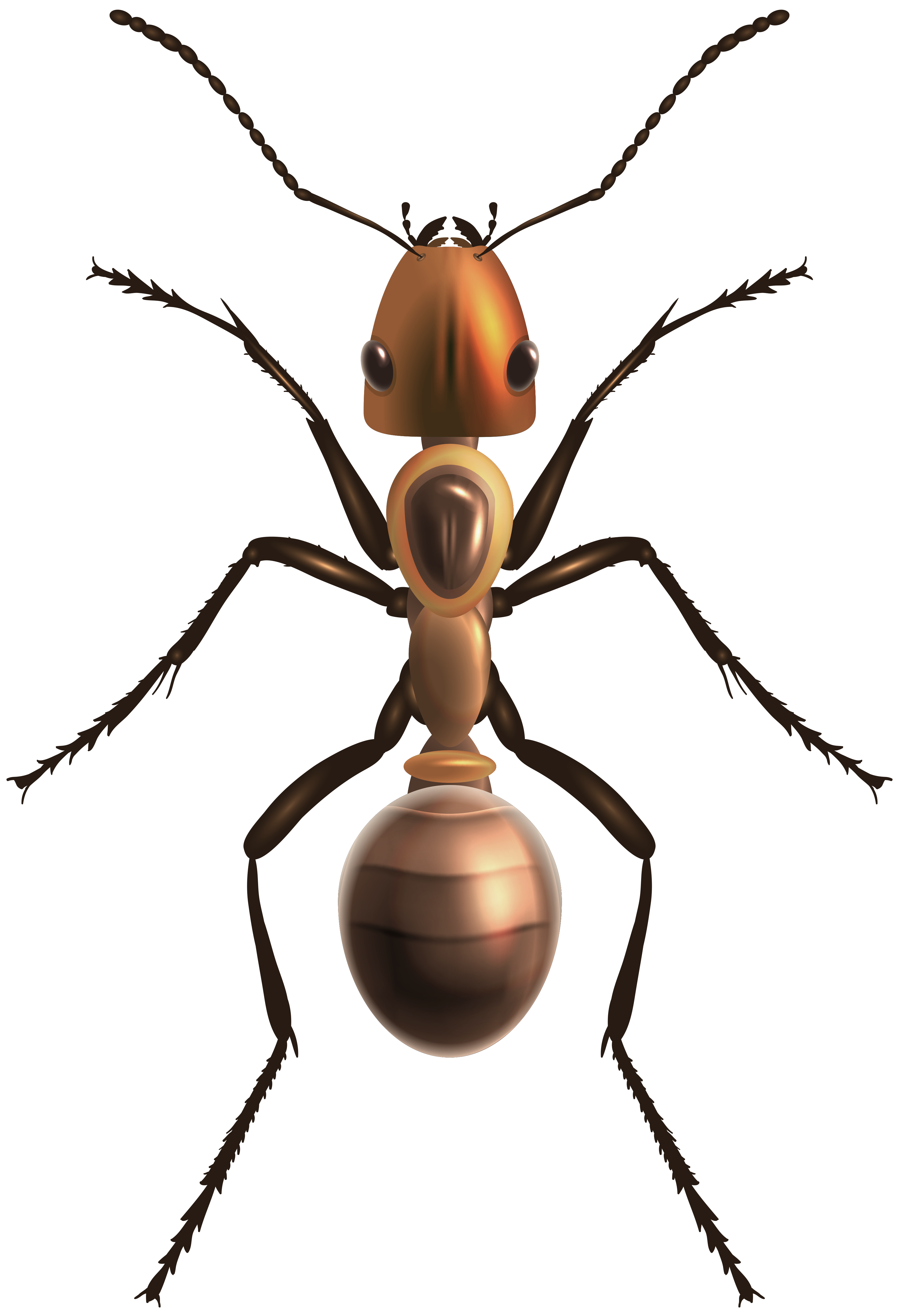 ant png clip art best web clipart #28910